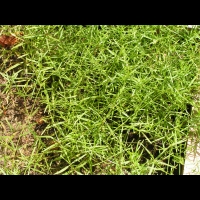 Asperule, Asperule tinctoria (2)